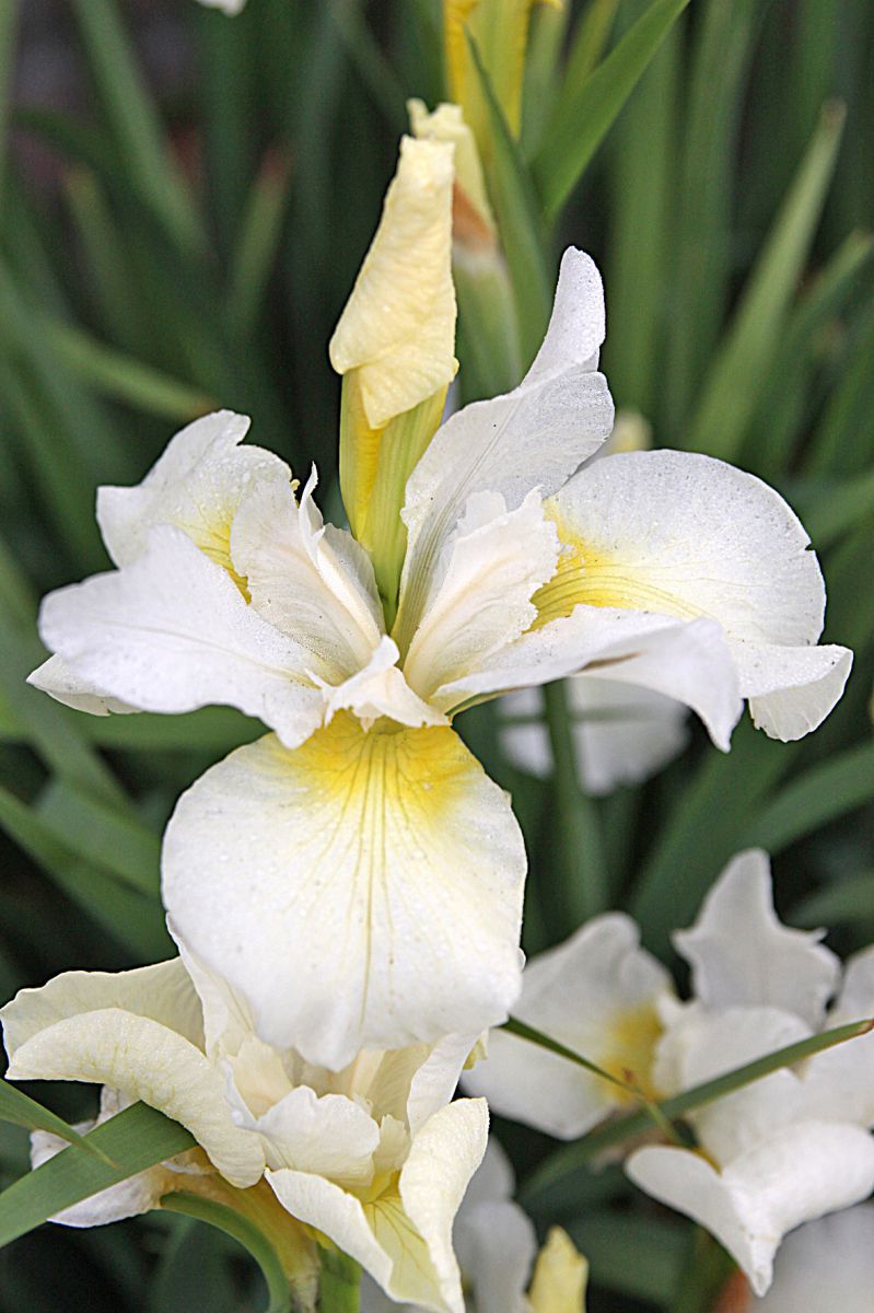 Iris sibirica 'White Swirl'